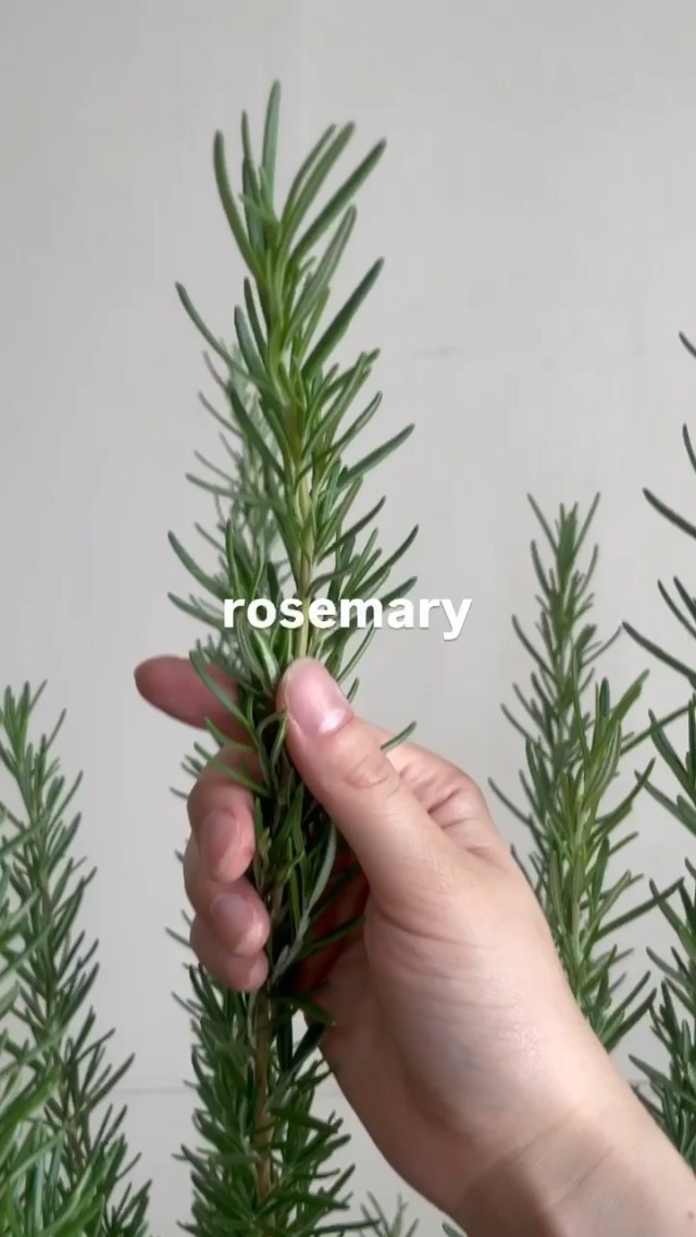 Amazon.co.jp: ボリューム有り ローズマリー 立性 鉢植え 観葉植物 苗